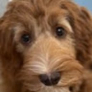 Meet your Posher, Kghplays